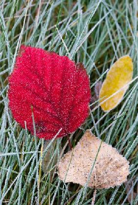 Raureif auf Herbstblättern