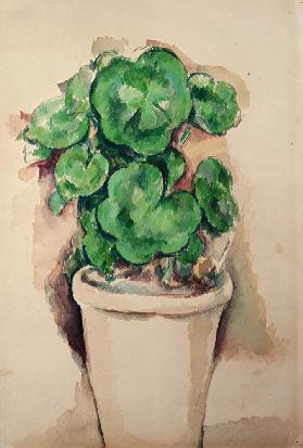 Pot of Geraniums c.1885 cil