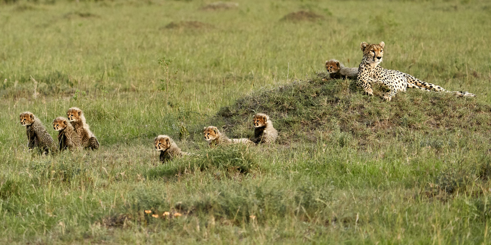 Gepard mit 7 Jungen! von Peter Hudson