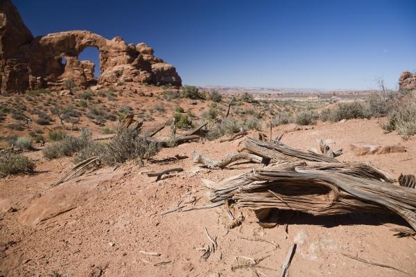 Baum und Turret Arch Utah USA von Peter Mautsch