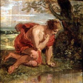 Narcissus