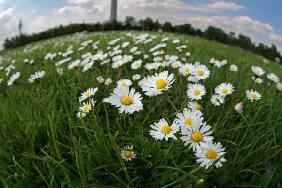 Wiese mit Gänseblümchen