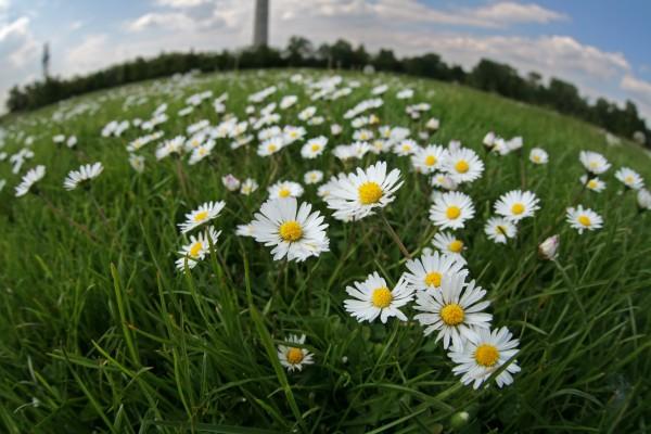 Wiese mit Gänseblümchen von Peter Wienerroither