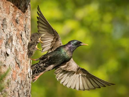 Der Gemeine Star,Sturnus vulgaris