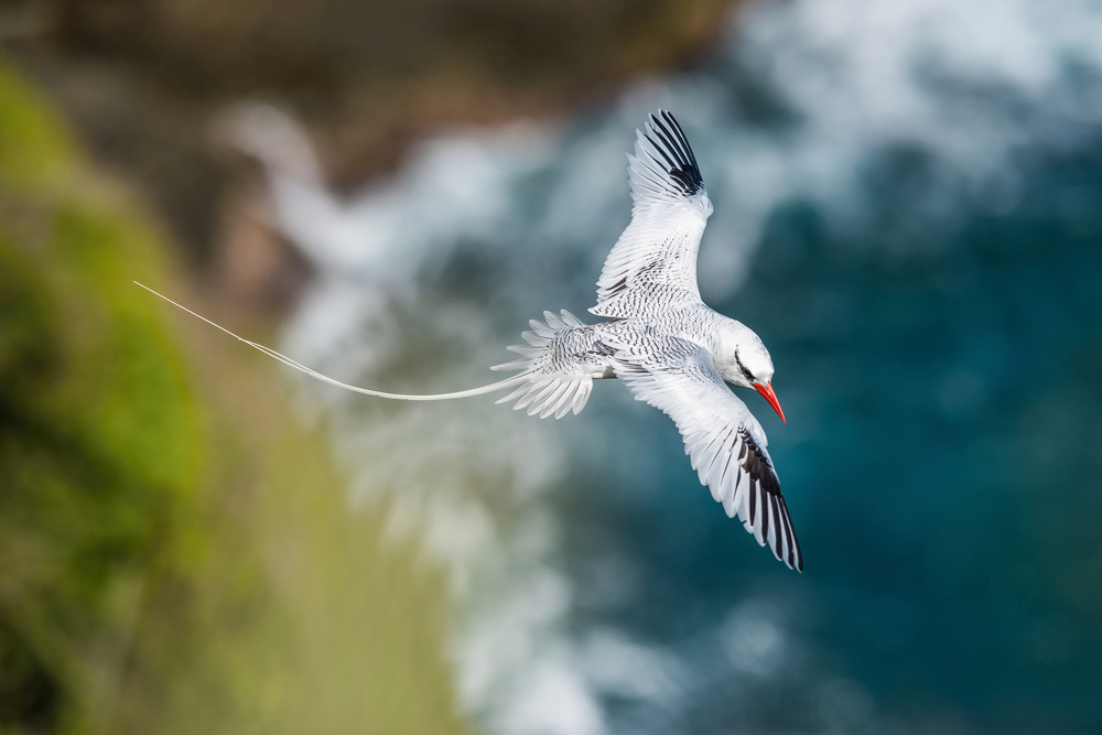 Der Rotschnabel-Tropikvogel,Phaethon aethereus,fliegt über die Bucht von Tobago von Petr Simon