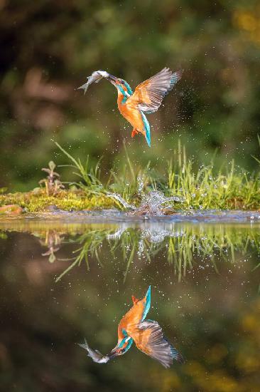 Der tauchende Eisvogel,alcedo atthis