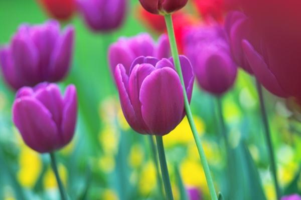prächtige Tulpenfarben von Philipp Schneider
