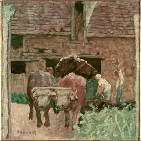 Les deux boeufs et la ferme 1912