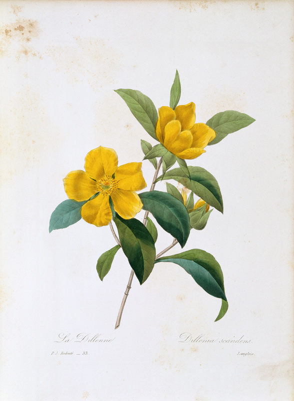 Dillenia scandens von Pierre Joseph Redouté