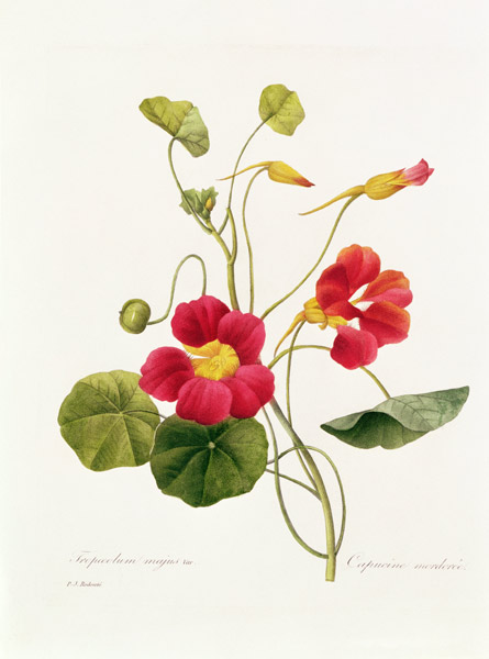 Nasturtium von Pierre Joseph Redouté