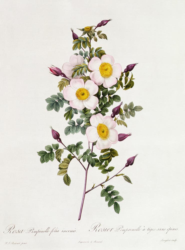 Rosa Pimpinelli-Folia Inermis von Pierre Joseph Redouté