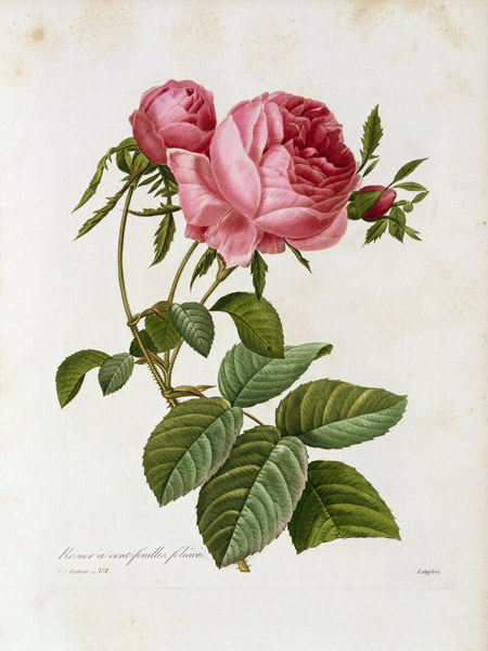 Roses - Pierre Joseph Redouté