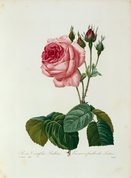 Cabbage rose / Redouté 1835 von Pierre Joseph Redouté