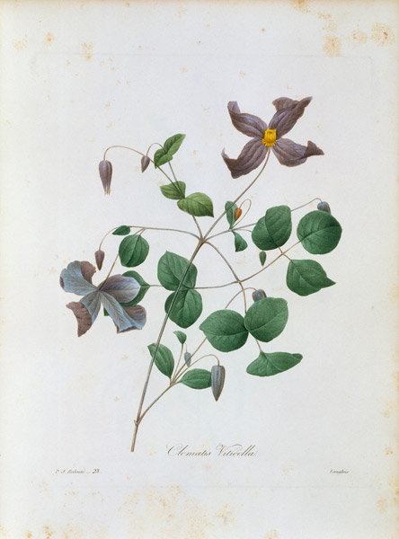 Clematis / Redouté von Pierre Joseph Redouté