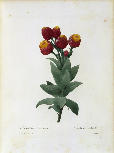 Cudweed / Redouté von Pierre Joseph Redouté