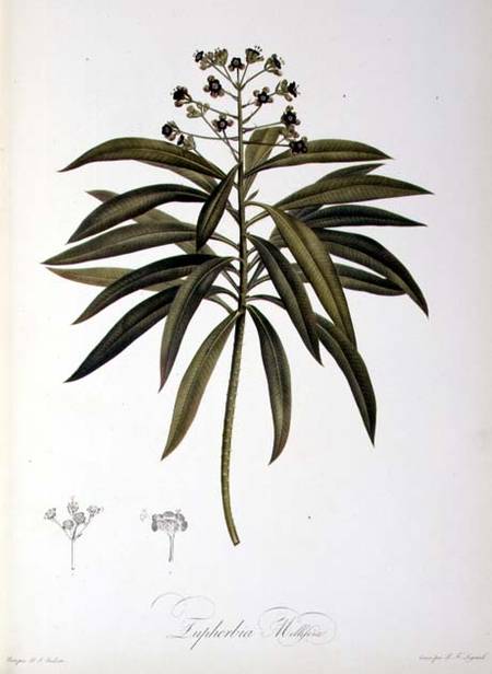 Euphorbia Mellifera, from `Le Jardin de la Malmaison' von Pierre Joseph Redouté
