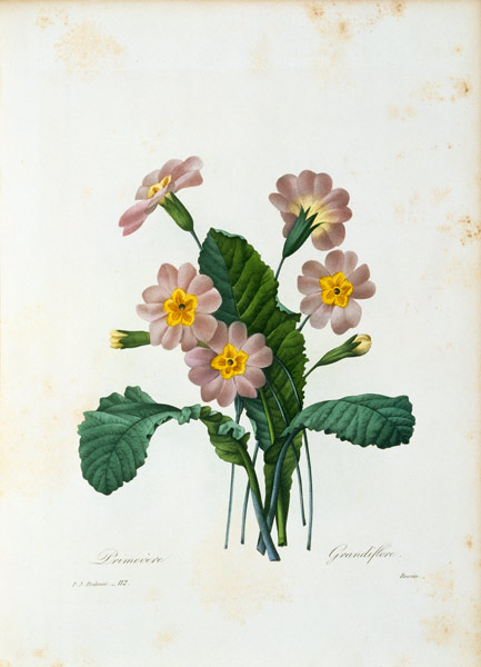 Primula Grandiflore / Redouté von Pierre Joseph Redouté