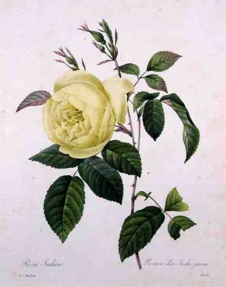 Rosa indica, engraved by Bessin, from 'Choix des Plus Belles Fleurs' von Pierre Joseph Redouté