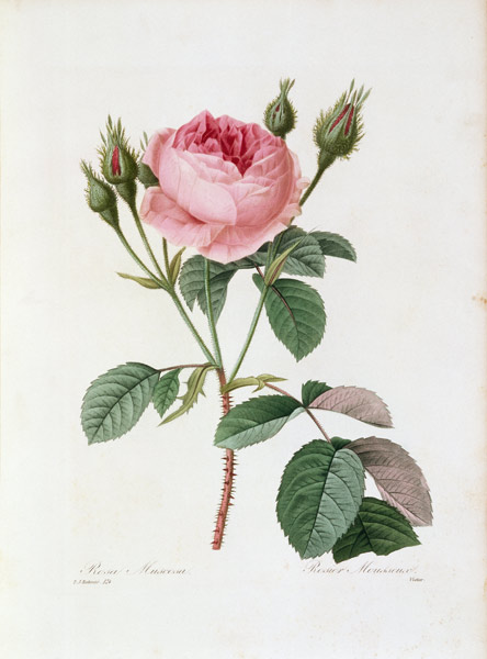 Roses / Redouté 1835 - Artist Artist als Kunstdruck oder Gemälde.