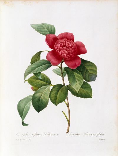 Camellia