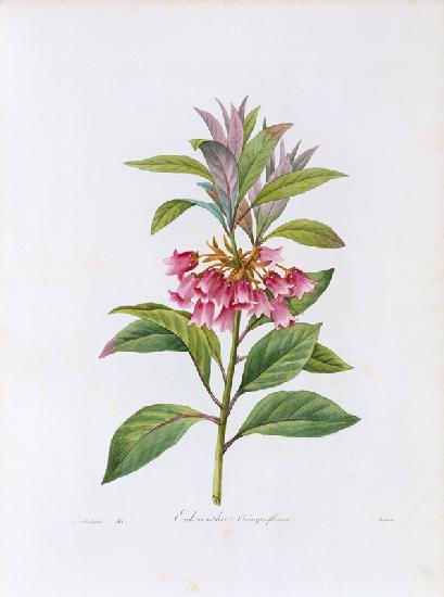 Enkianthus