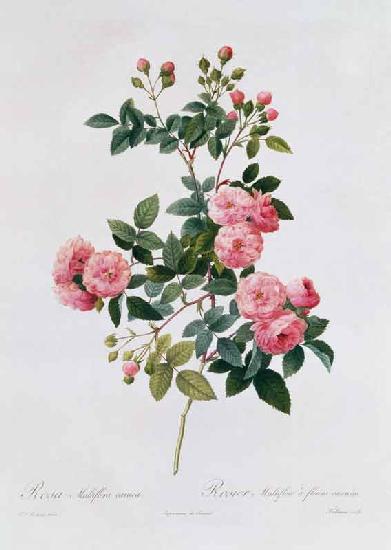 Rosa Multiflora Carnea