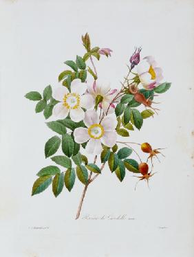 Rose, Candolle / Redouté 1835 1835