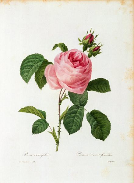 Cabbage Rose / Redouté 1835