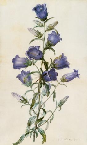 Campanula: Medium (Canterbury Bell) 1787