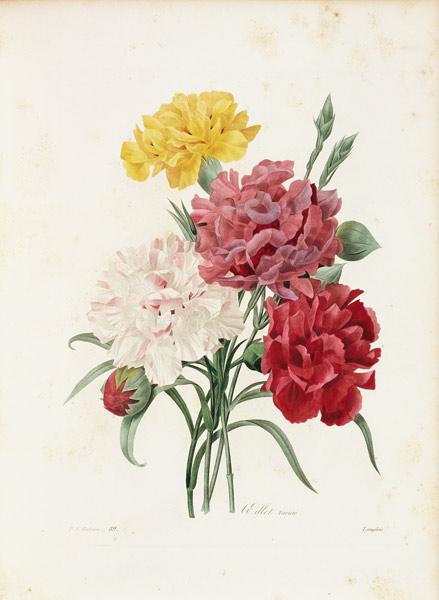 Carnations