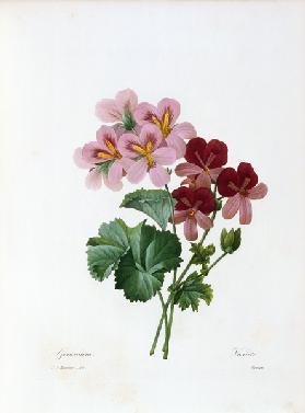 Geranium