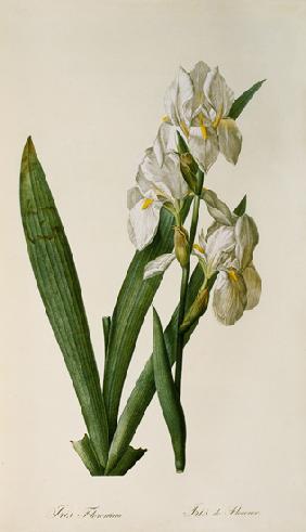 Iris Florentina, from `Les Liliacees'