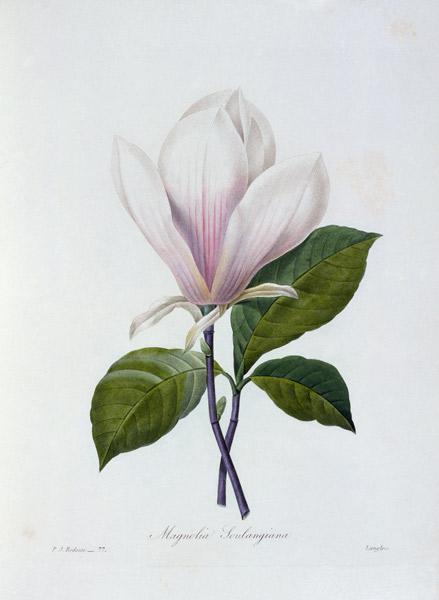 Magnolia