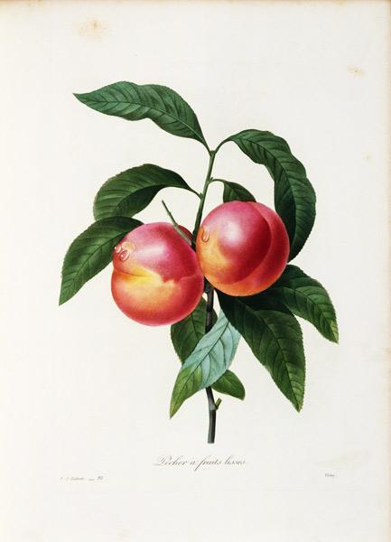 Nectarine / Redouté