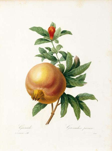 Granatapfel