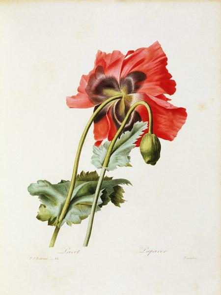 Poppy / Redouté