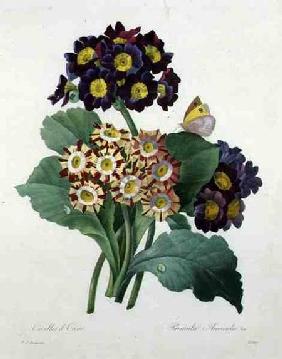 Primula auricula, engraved by Victor, from 'Choix des Plus Belles Fleurs' 1827