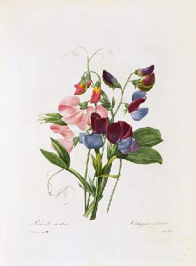 Duftende Platterbse (Sweet Pea)