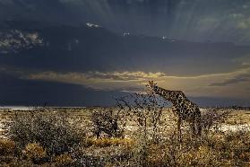 sunrise in Etosha NP