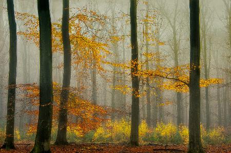 Die neuesten Herbstfarben .............