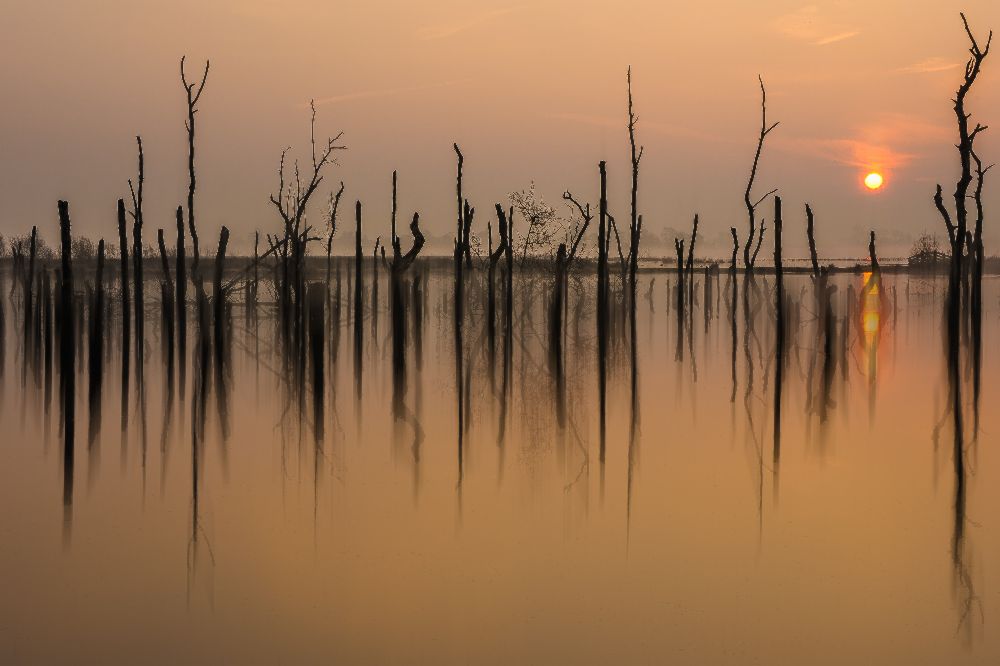 Ertrunkener Wald ........... von Piet Haaksma