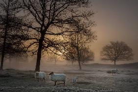 Foggy Morning