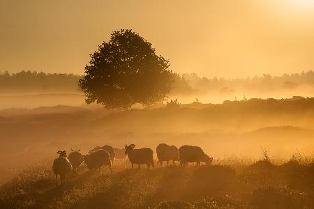 Goldener Sonnenaufgang .........