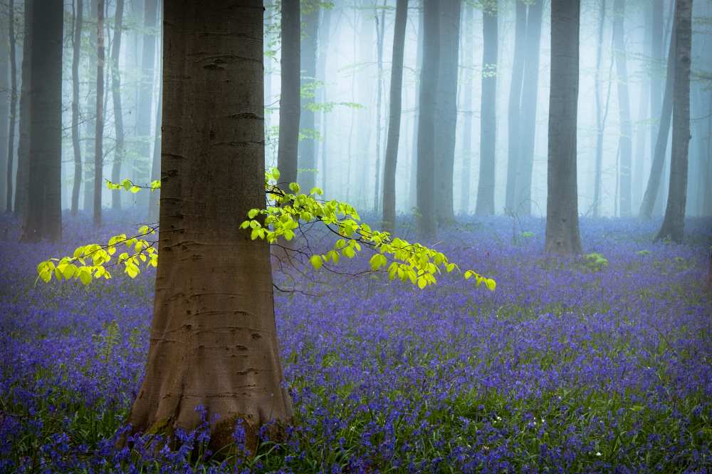 Spring........... von Piet Haaksma