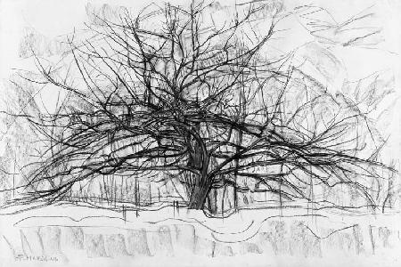 Study for The Grey Tree 1911