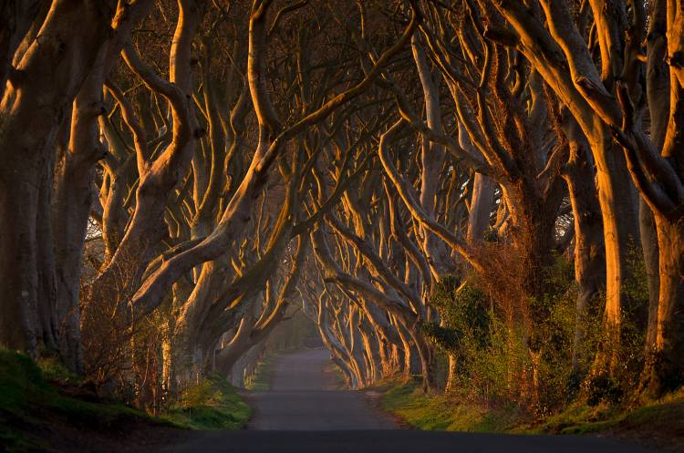 The Dark Hedges in the Morning Sunshine von Piotr Galus