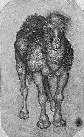 Dromedary, from the The Vallardi Album