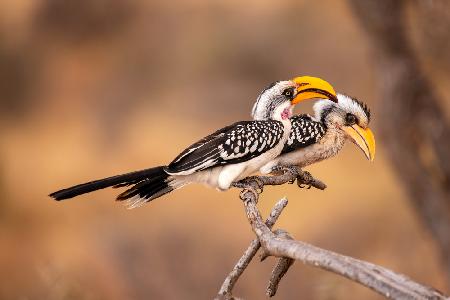 Südlicher Gelbschnabelhornvogel