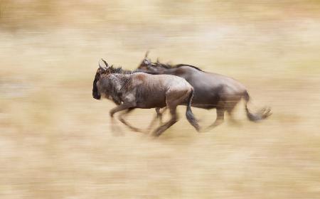 Gnus auf der Flucht