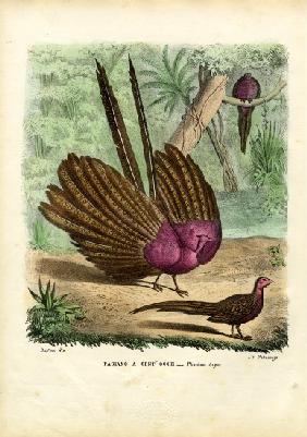 Argus Pheasant 1863-79